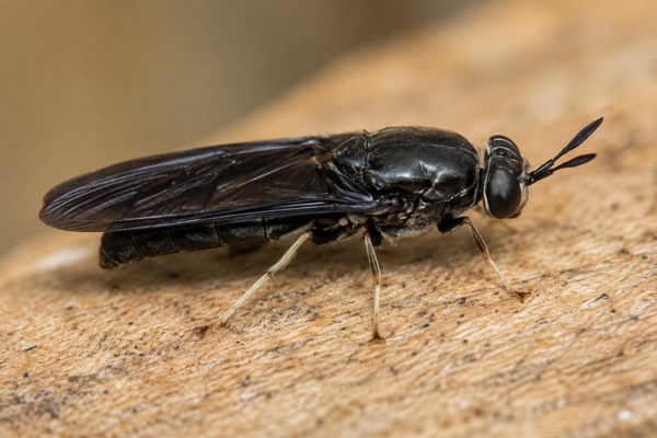 Mosca soldad negro